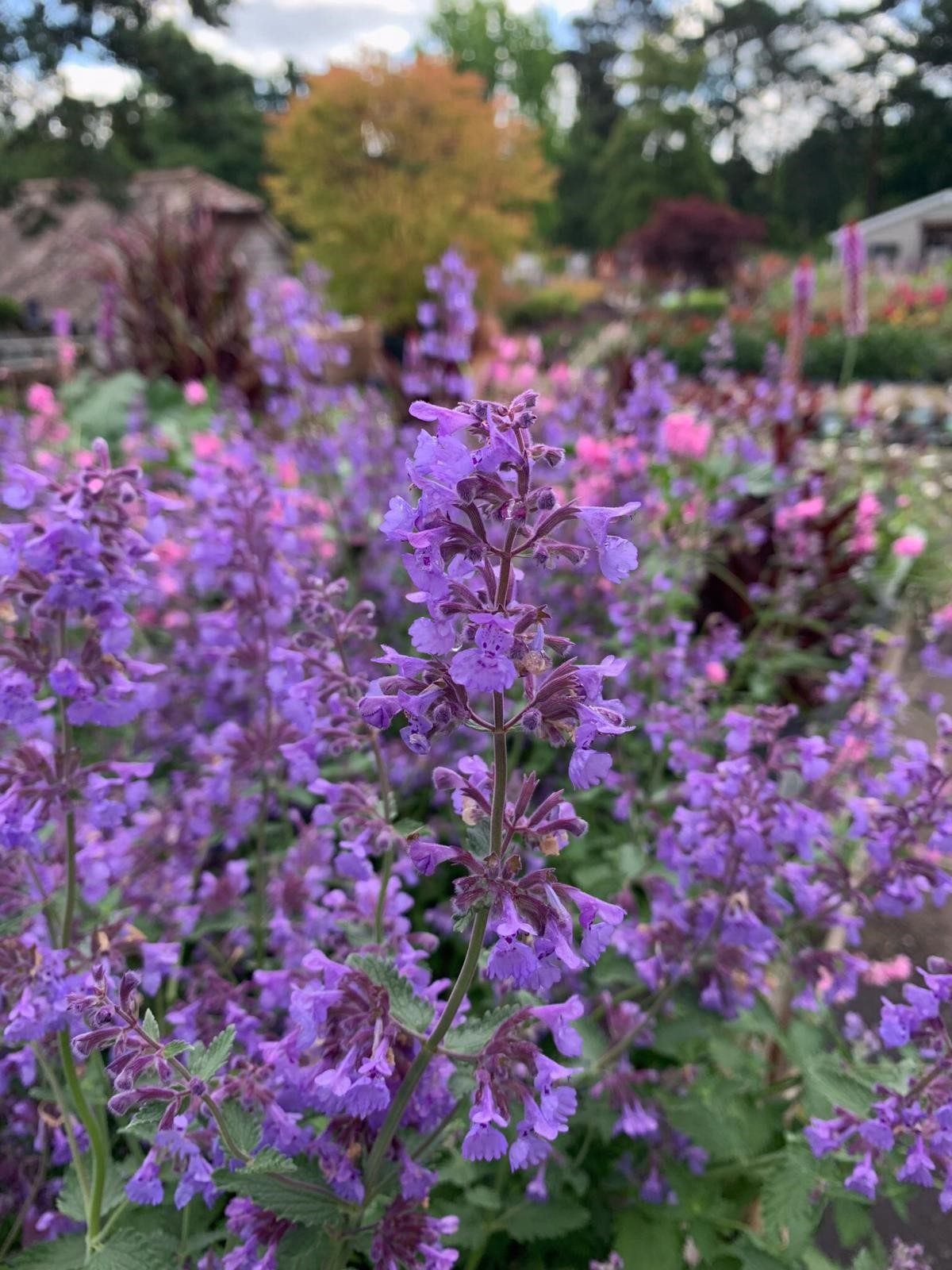 nepeta racemose