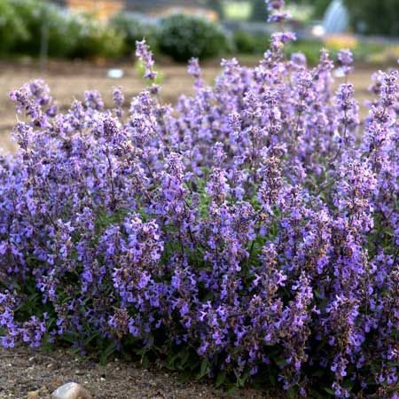 nepeta faassenii 'purrsian blue'