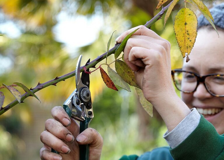 Our Top Spring Garden Pruning Tips
