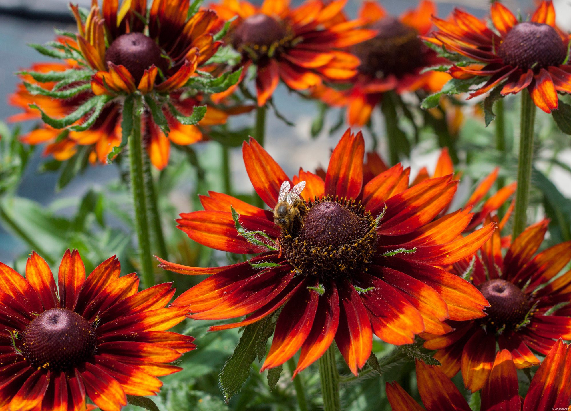 red and orange colour scheme