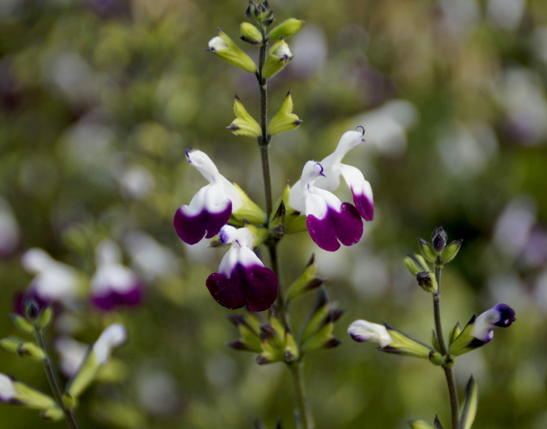 salvia