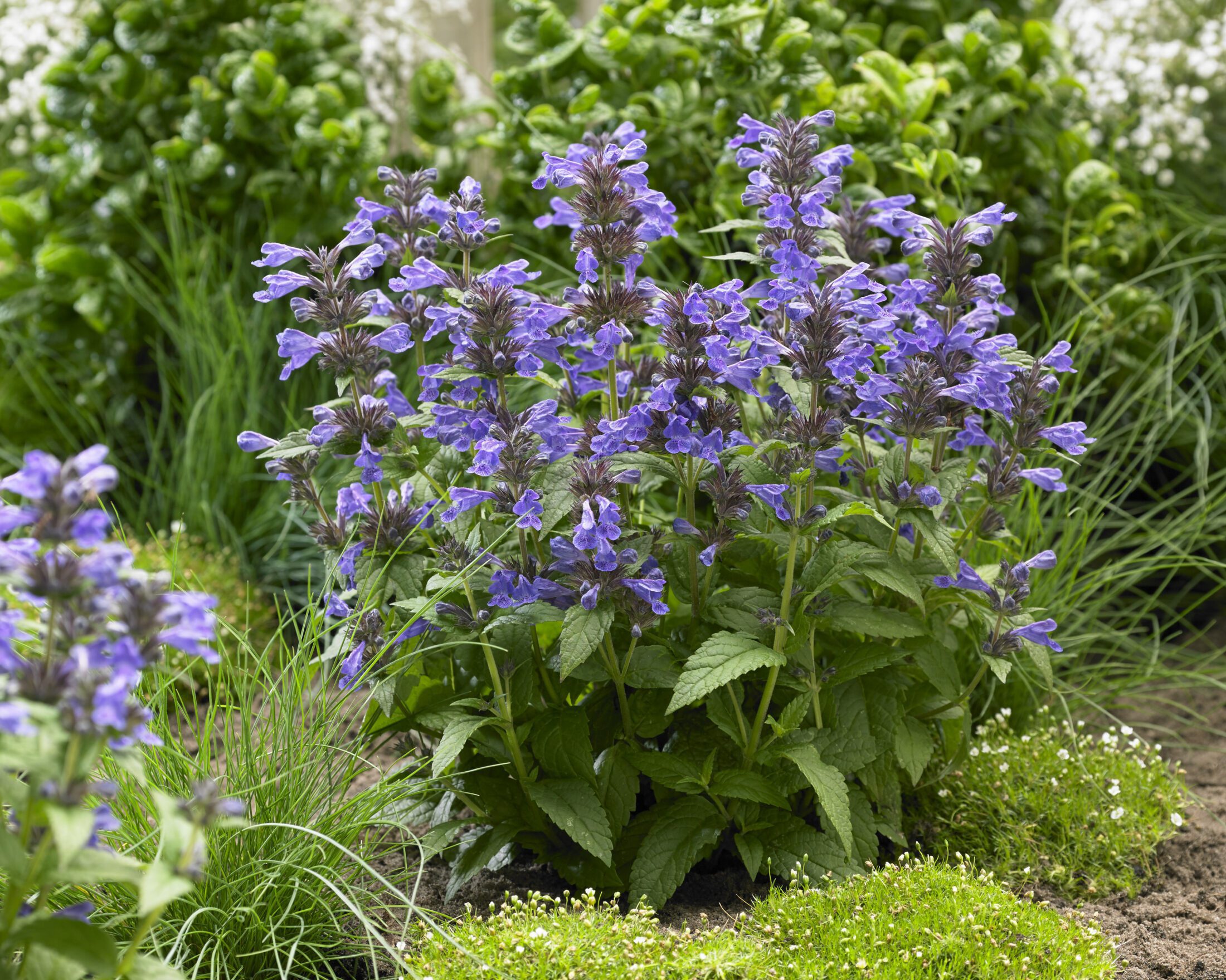 nepeta