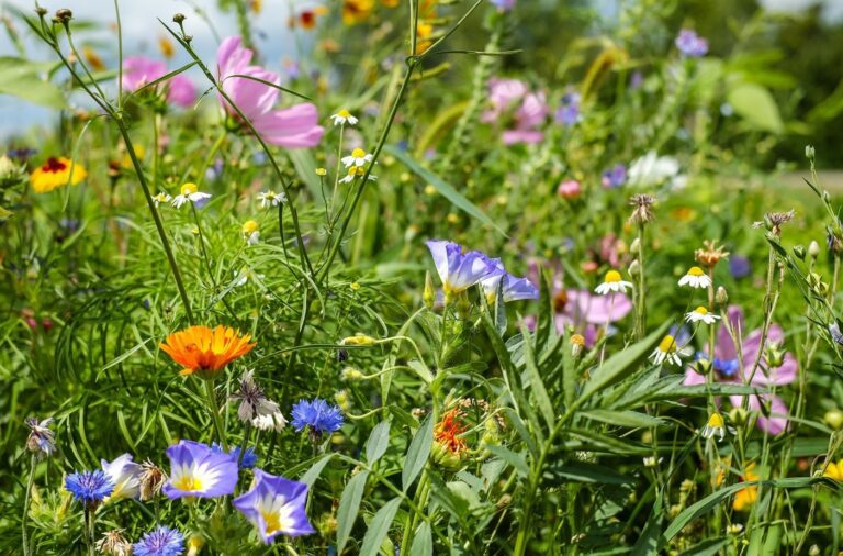 Encouraging Wildlife In Your Garden With Wildflowers