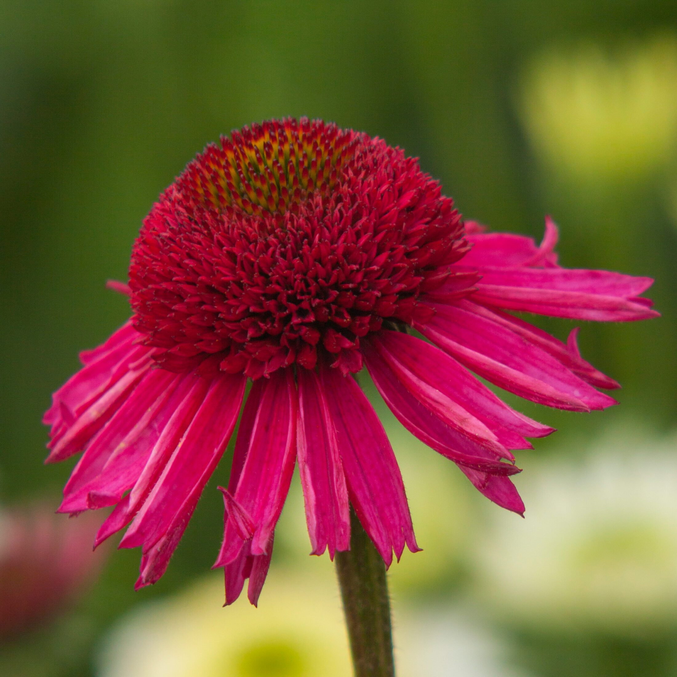 Echinacea Delicious Candy cone flower