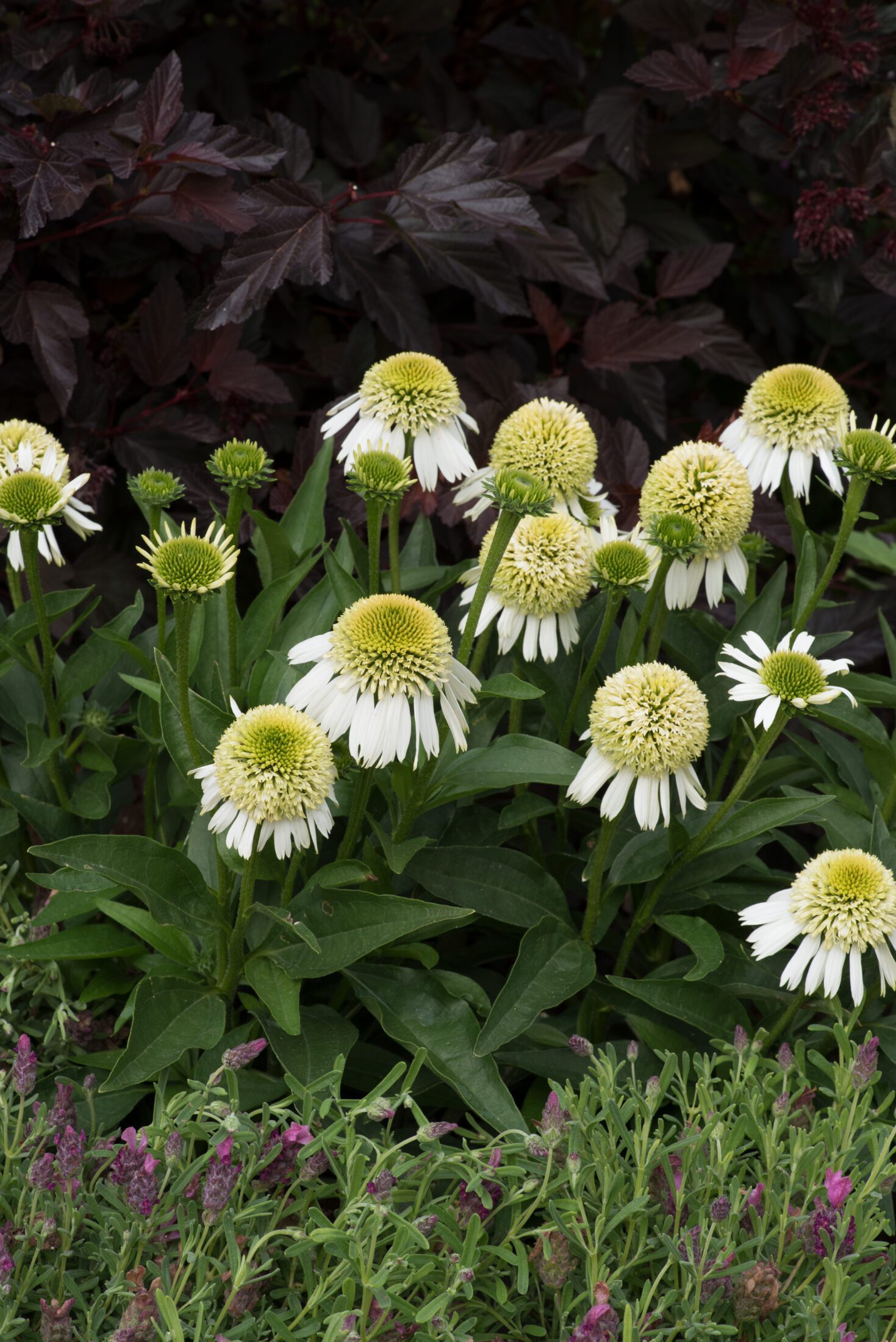 Echinacea Delicious Ice cone flower