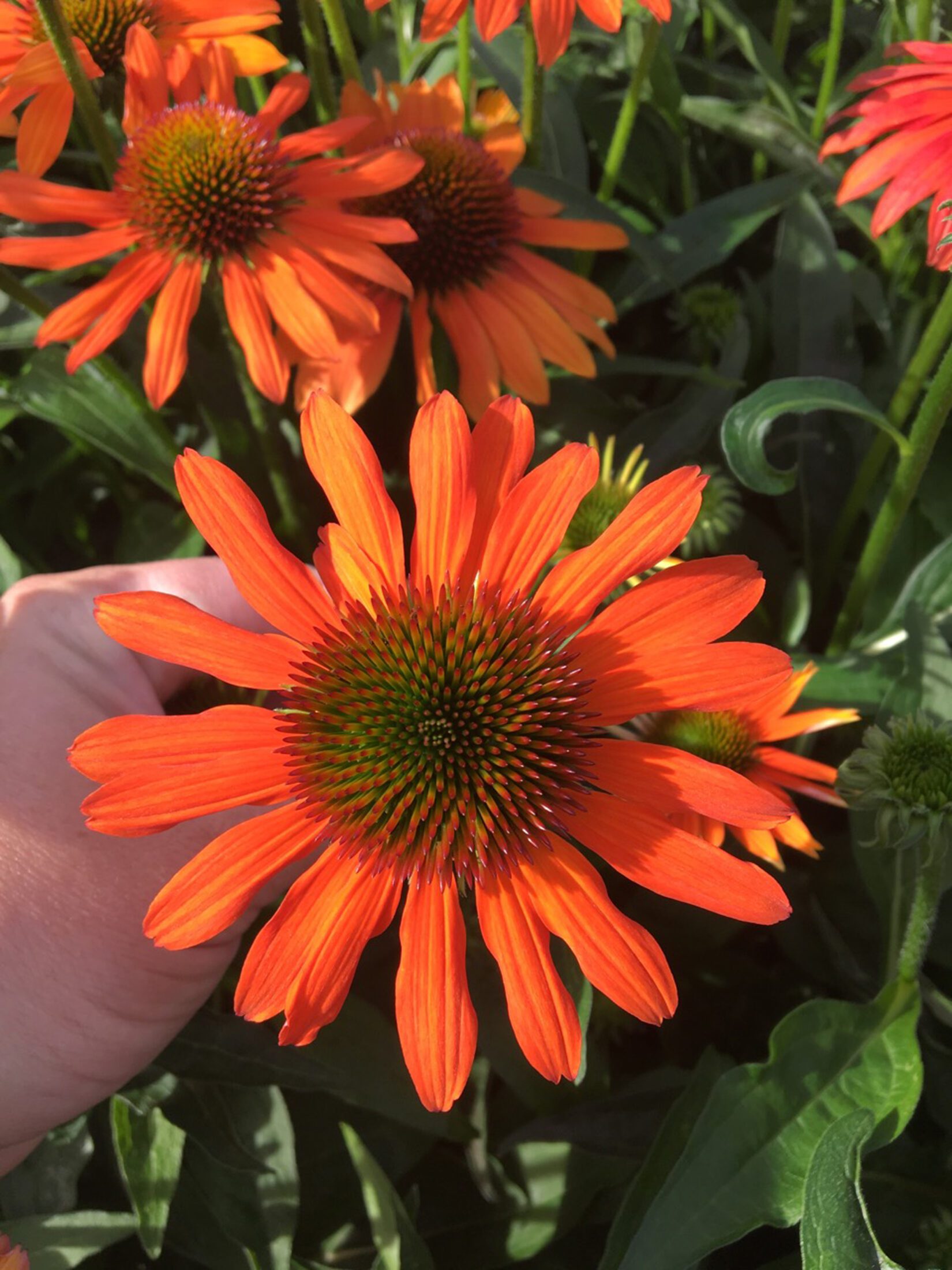 Echinacea purpurea Lakota Soft Orange cone flower