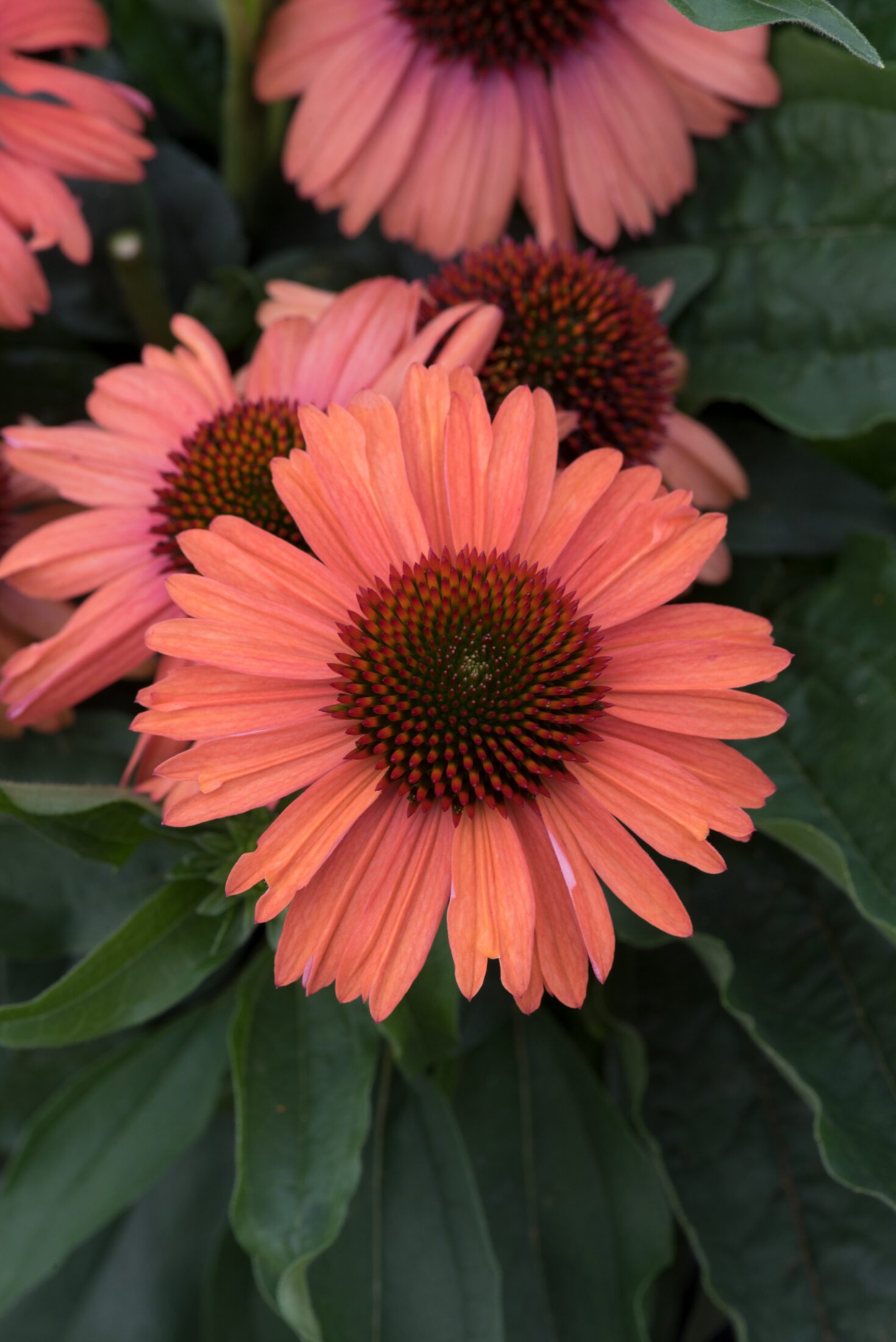 Echinacea Meditation Orange cone flower