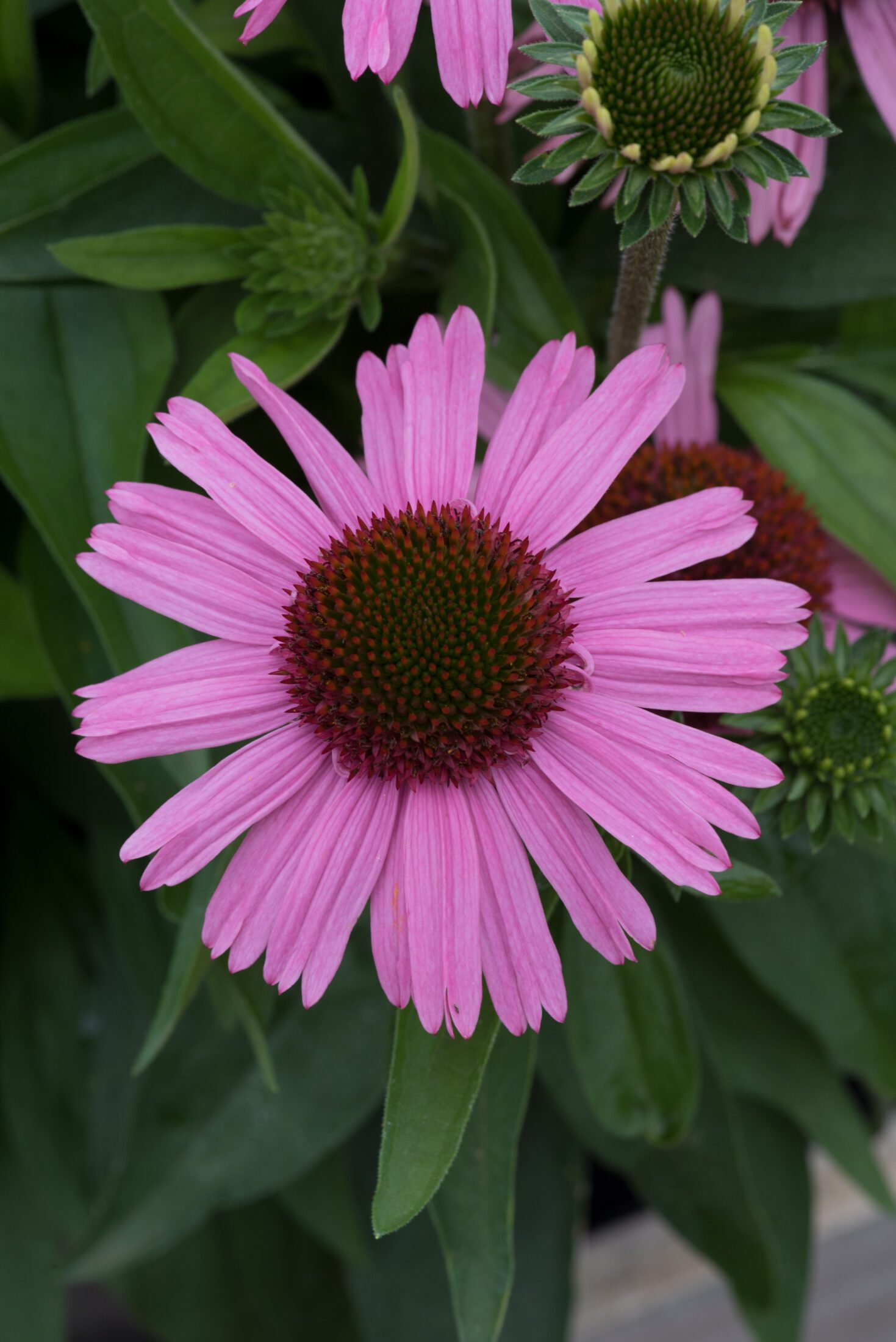 Echinacea Meditation Pink cone flower