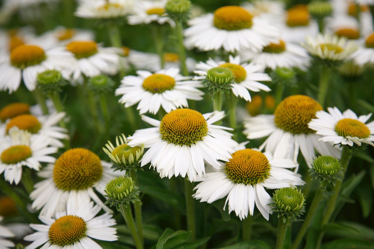 Echinacea White Meditation cone flower