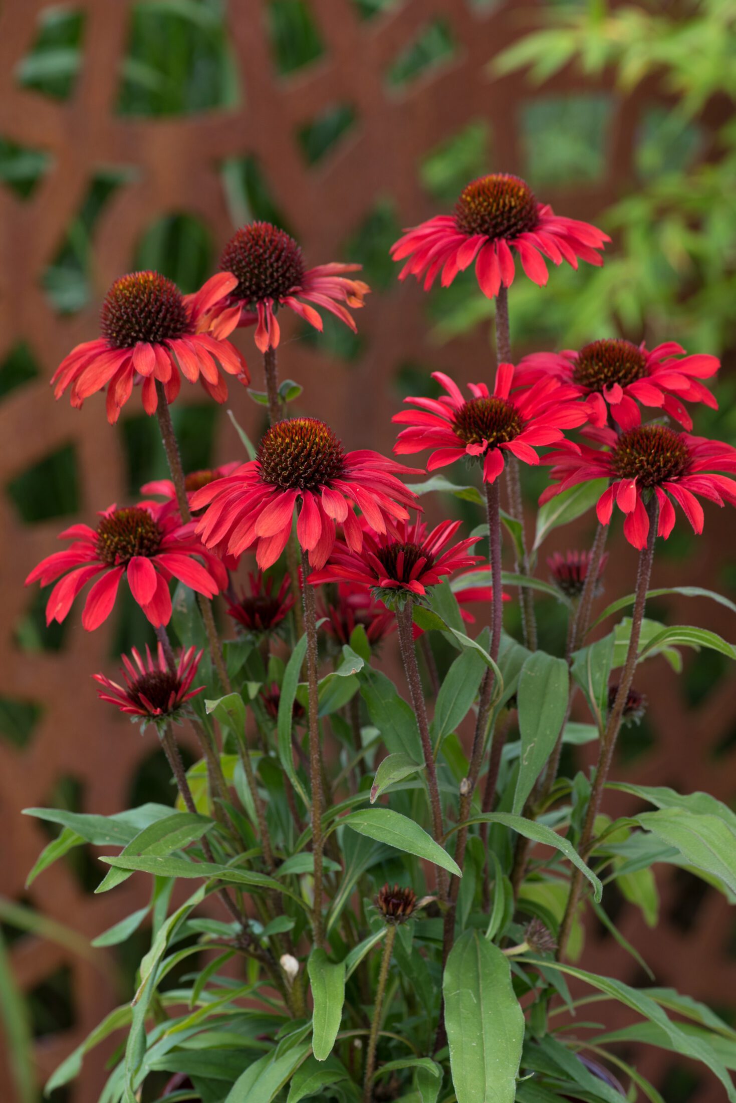 Echinacea Prima Ruby cone flower