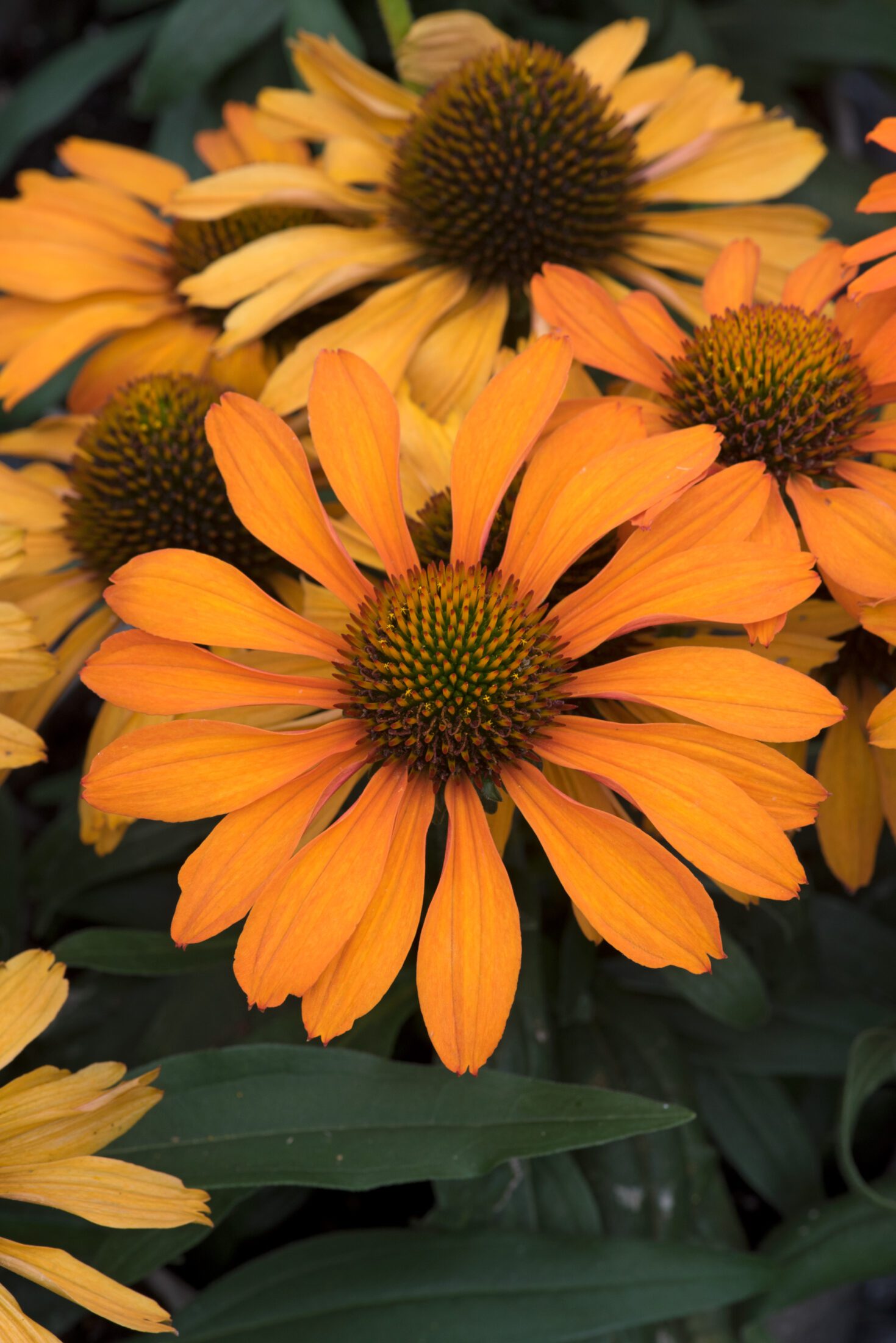 Echinacea Prima Saffron cone flower