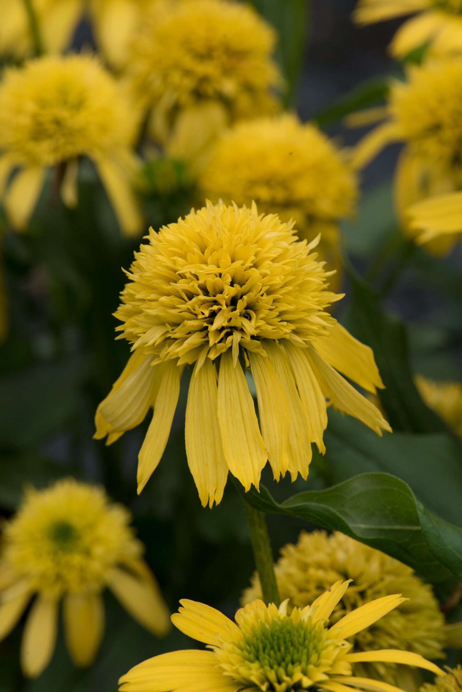 Echinacea Sunny Days Lemon cone flower