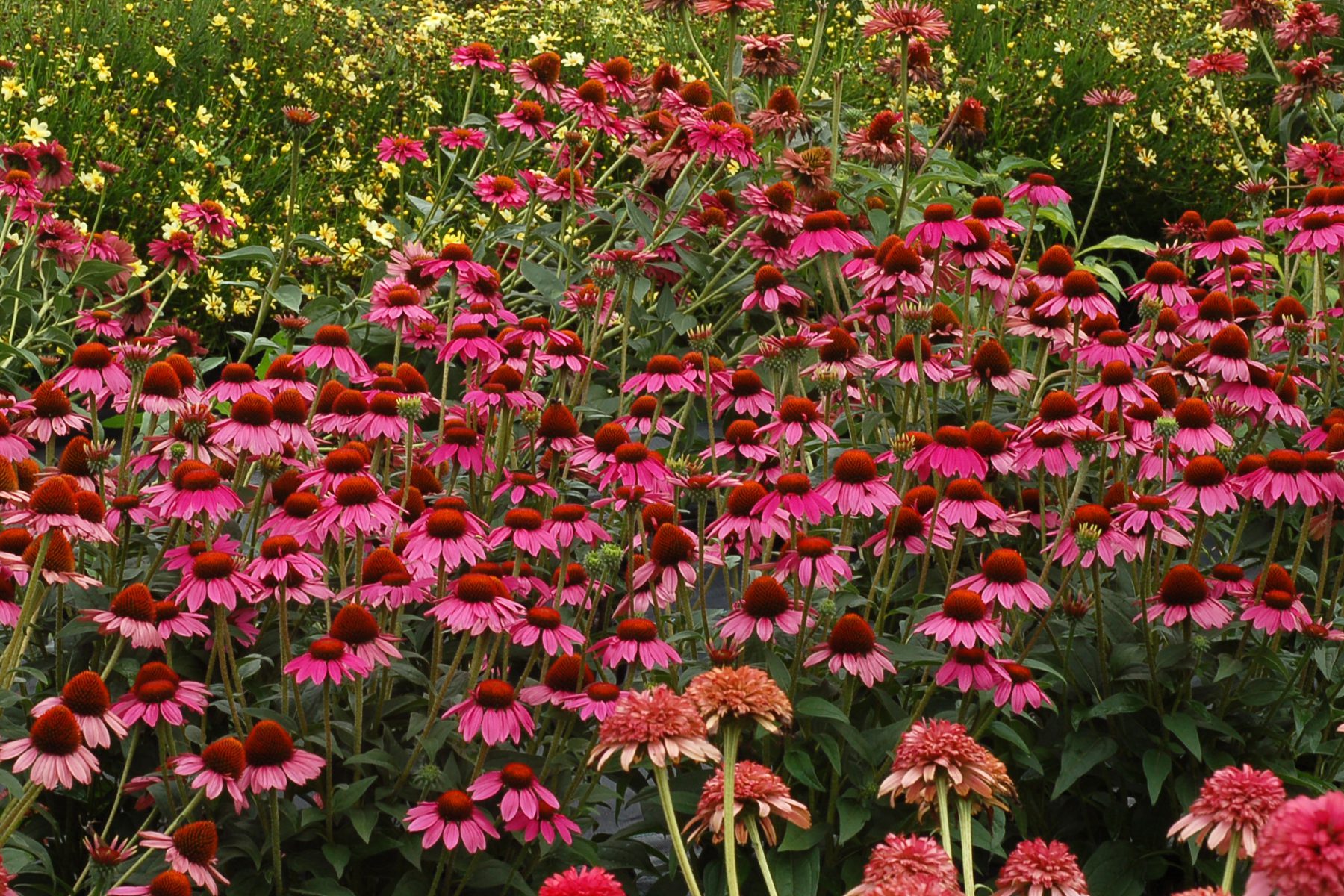 echinacea cone flower