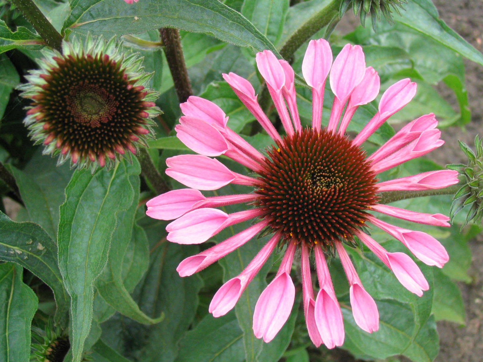 echinacea cone flower