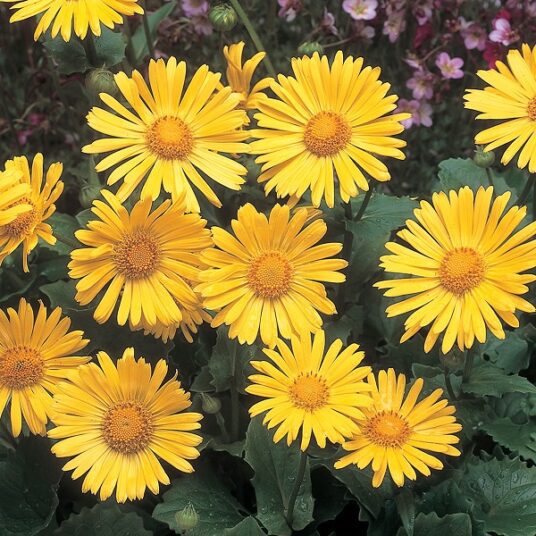 Half Price on Selected Herbaceous Perennials