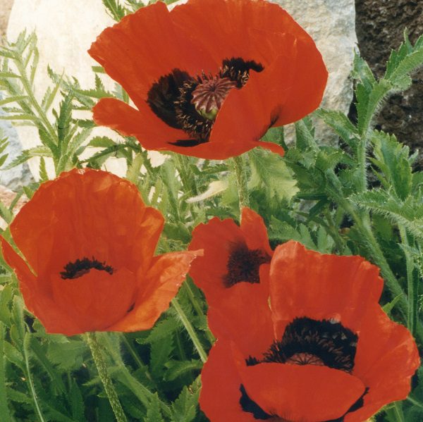 Papaver orientale ‘Allegro’ 2L 5023242345345