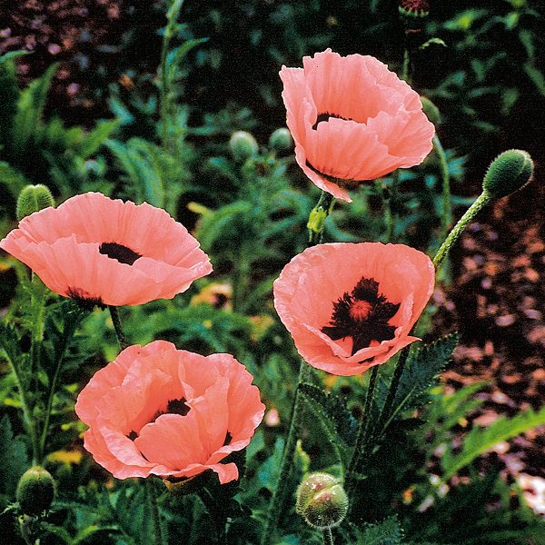 Papaver orientale ‘Prinzessin Victoria Louise’ 2L 5023242345369