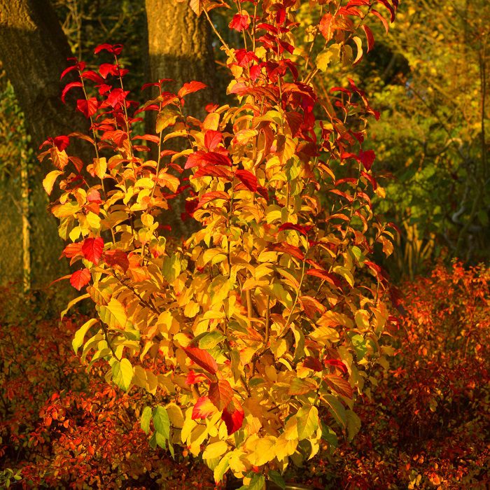 Parrotia persica ‘Persian Spire’ 3L 5023242387451