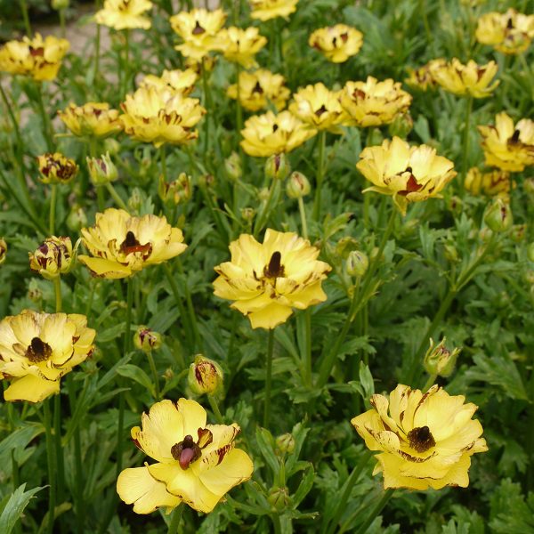 Ranunculus ‘Rococo Yellow’ 3L 5023242380216
