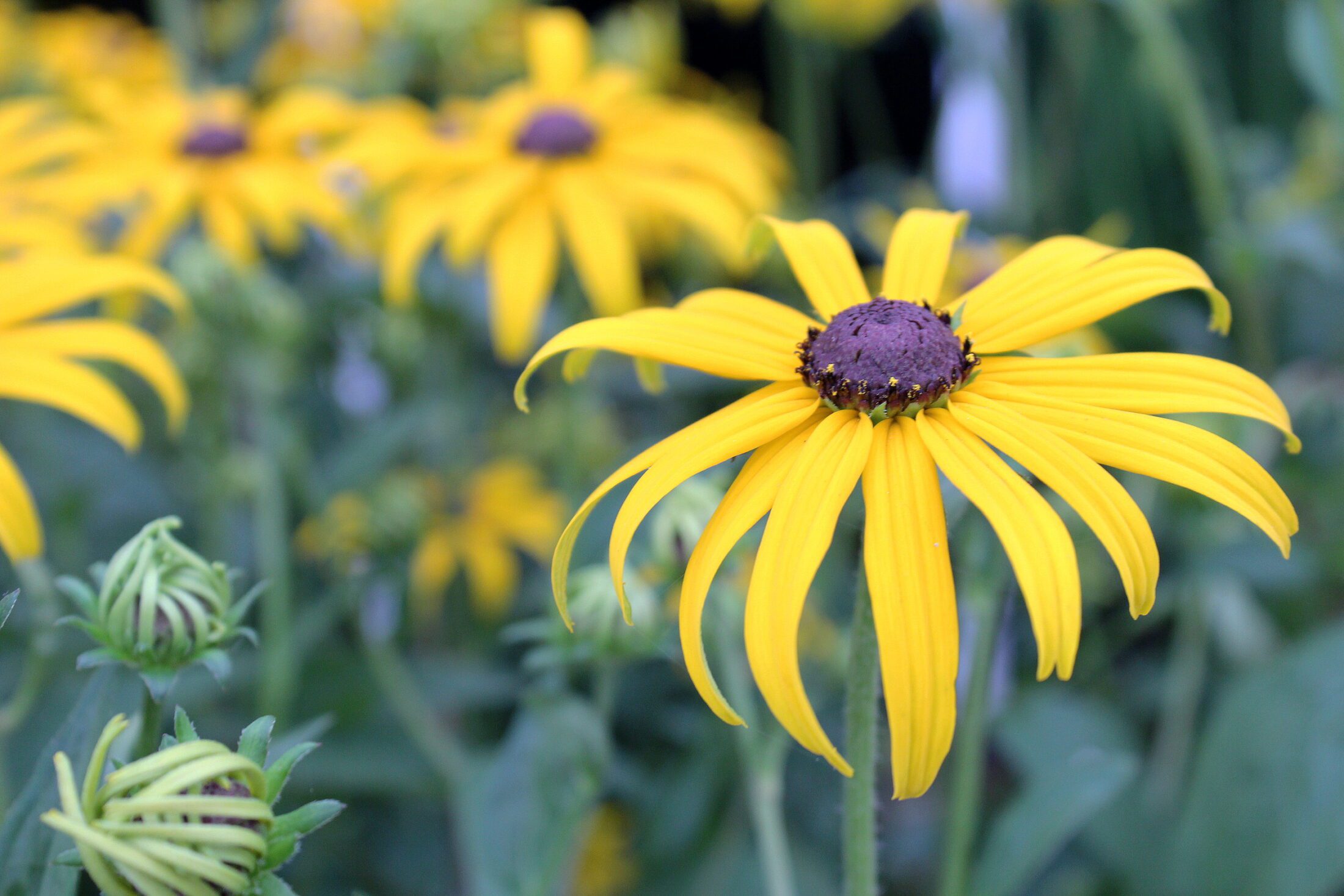 Rudbeckia fulgida var sullivantii 'Goldsturm' 