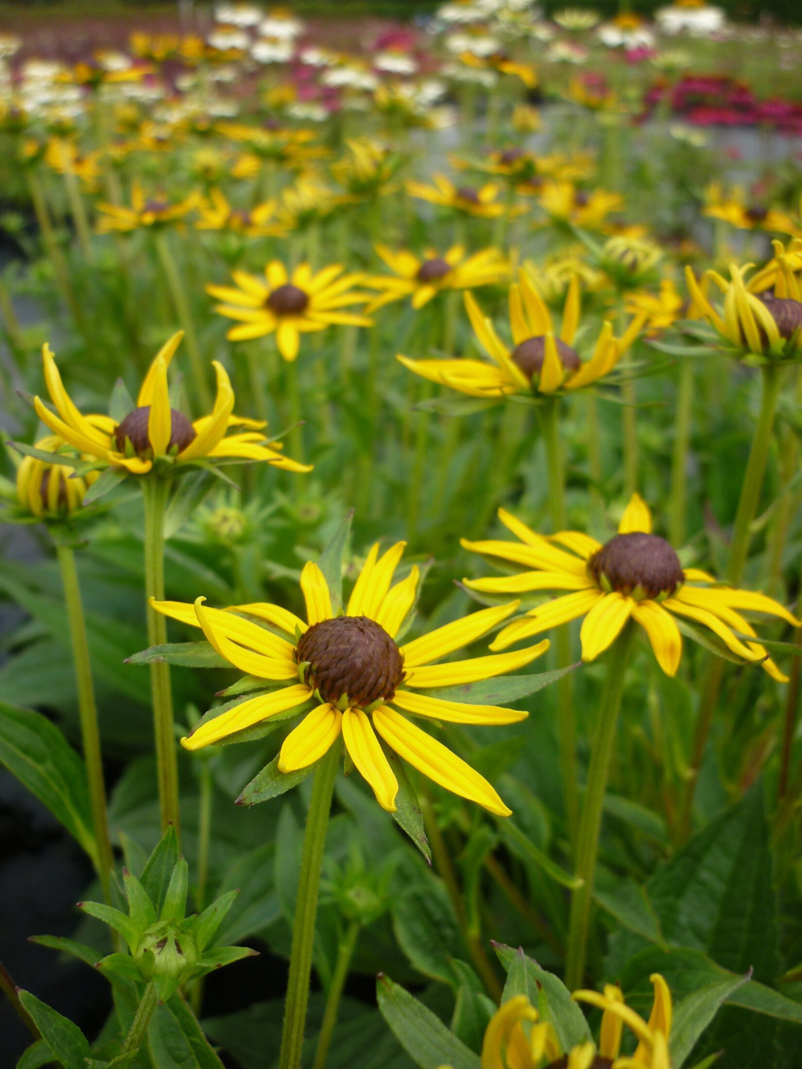 rudbeckia
