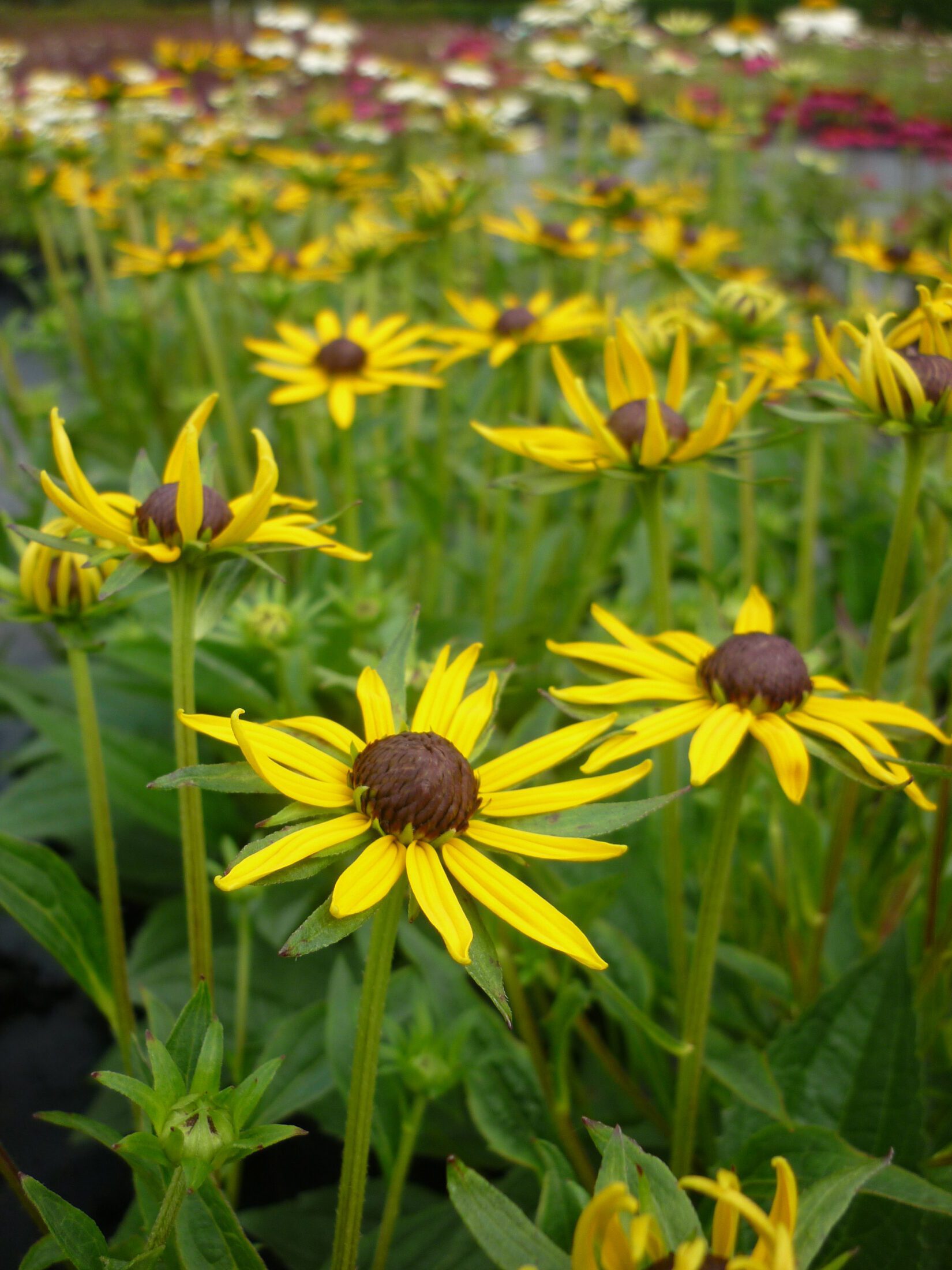 Rudbeckia fulgida var sullivantii 'Goldsturm' 