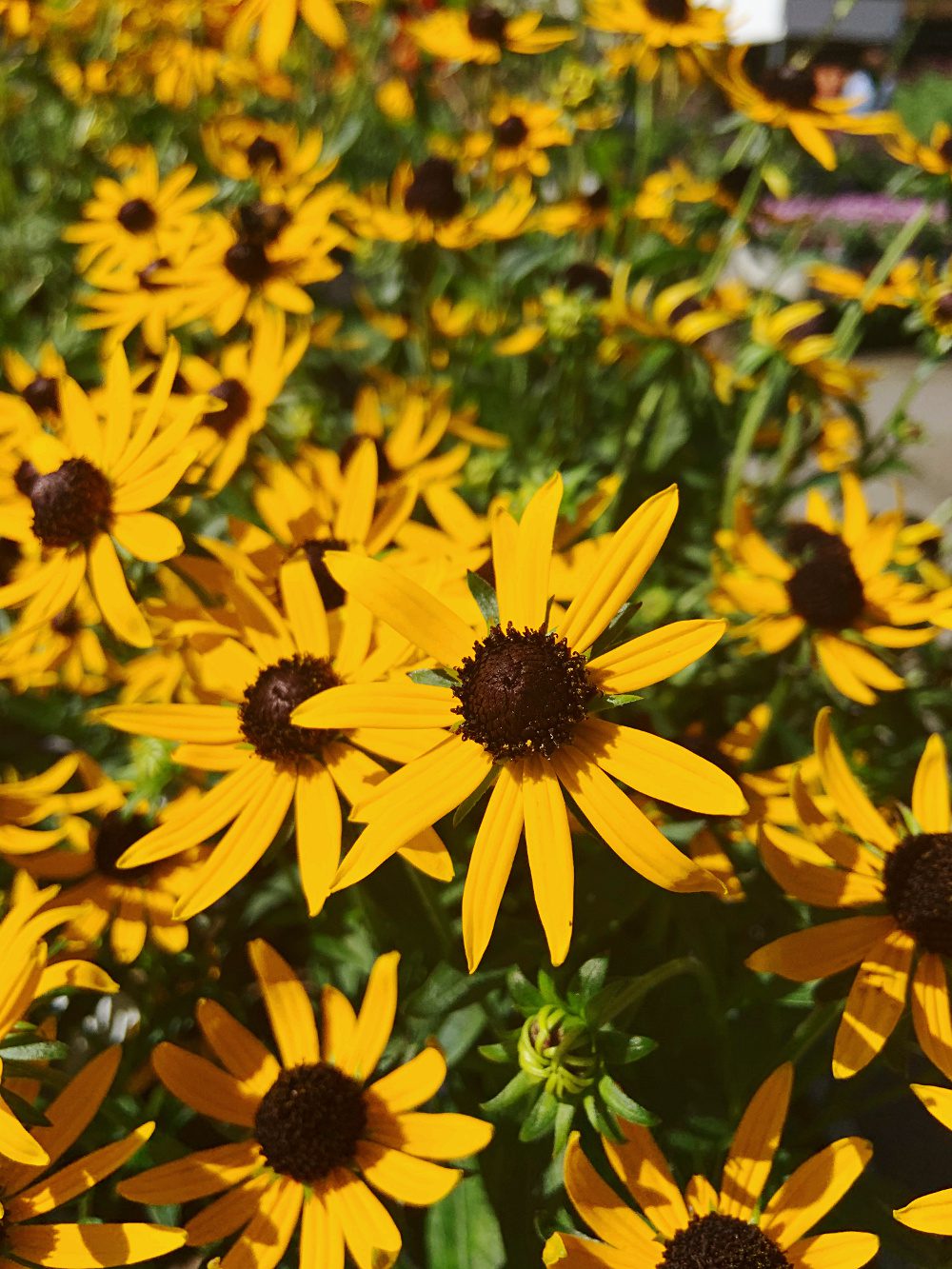 Rudbeckia fulgida 'Little Goldstar'