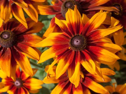 Rudbeckia 'Smileyz Laughing'