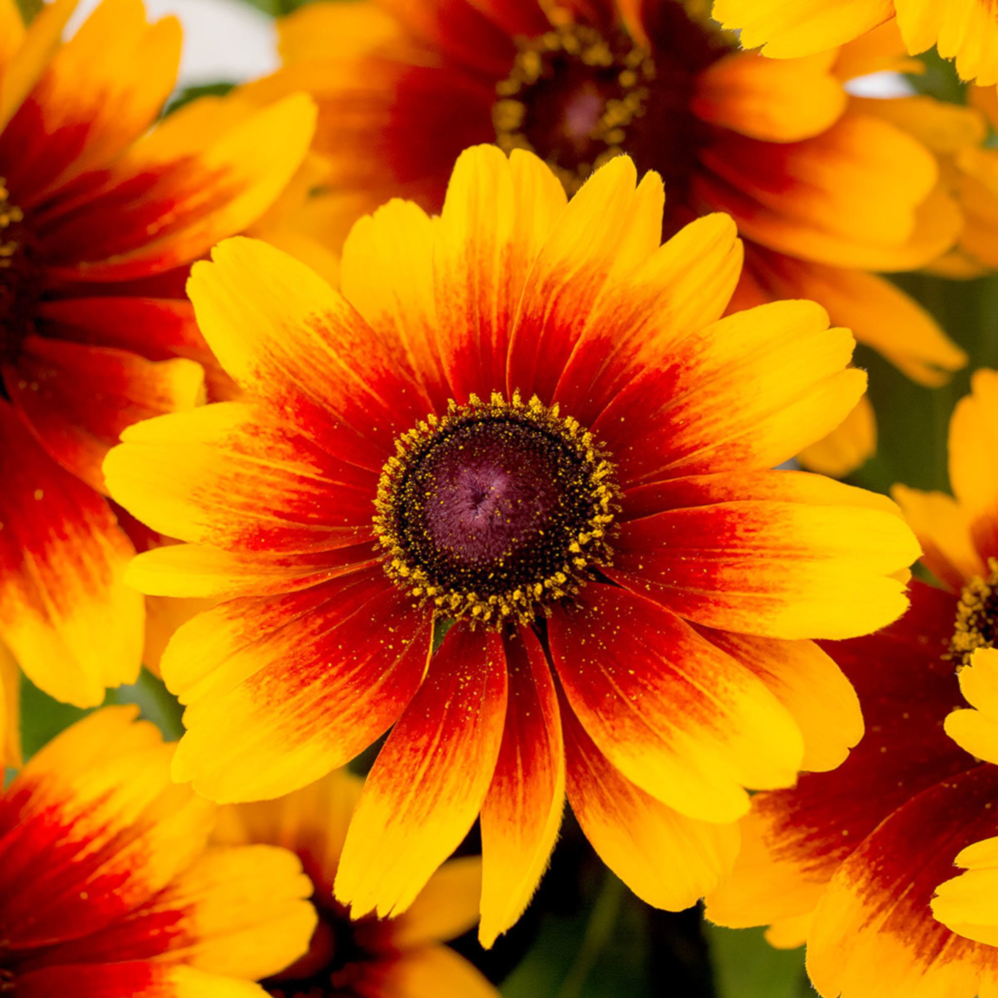 rudbeckia