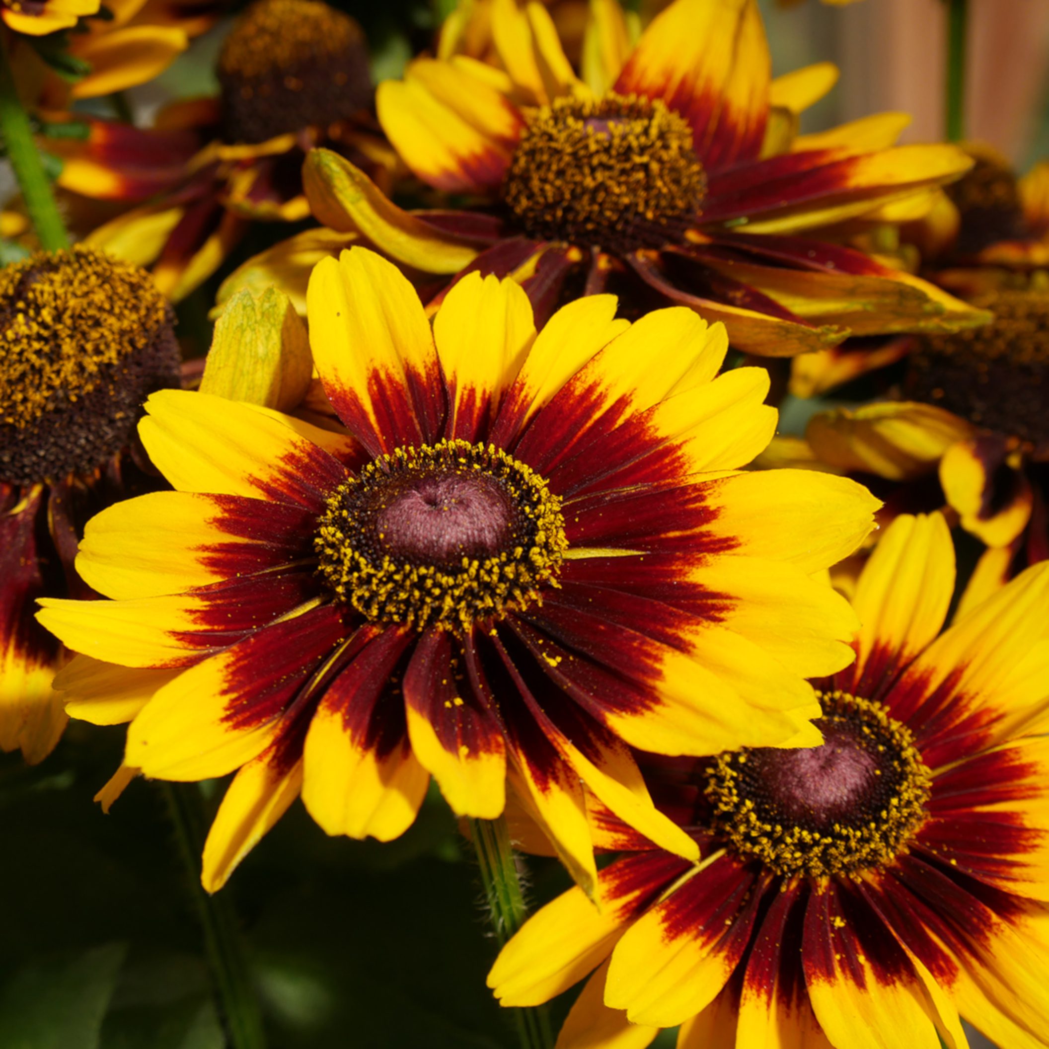 Rudbeckia 'Smileyz Tiger'