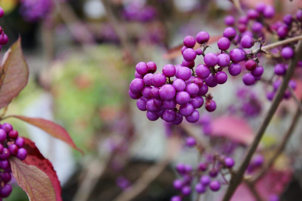 Callicarpa