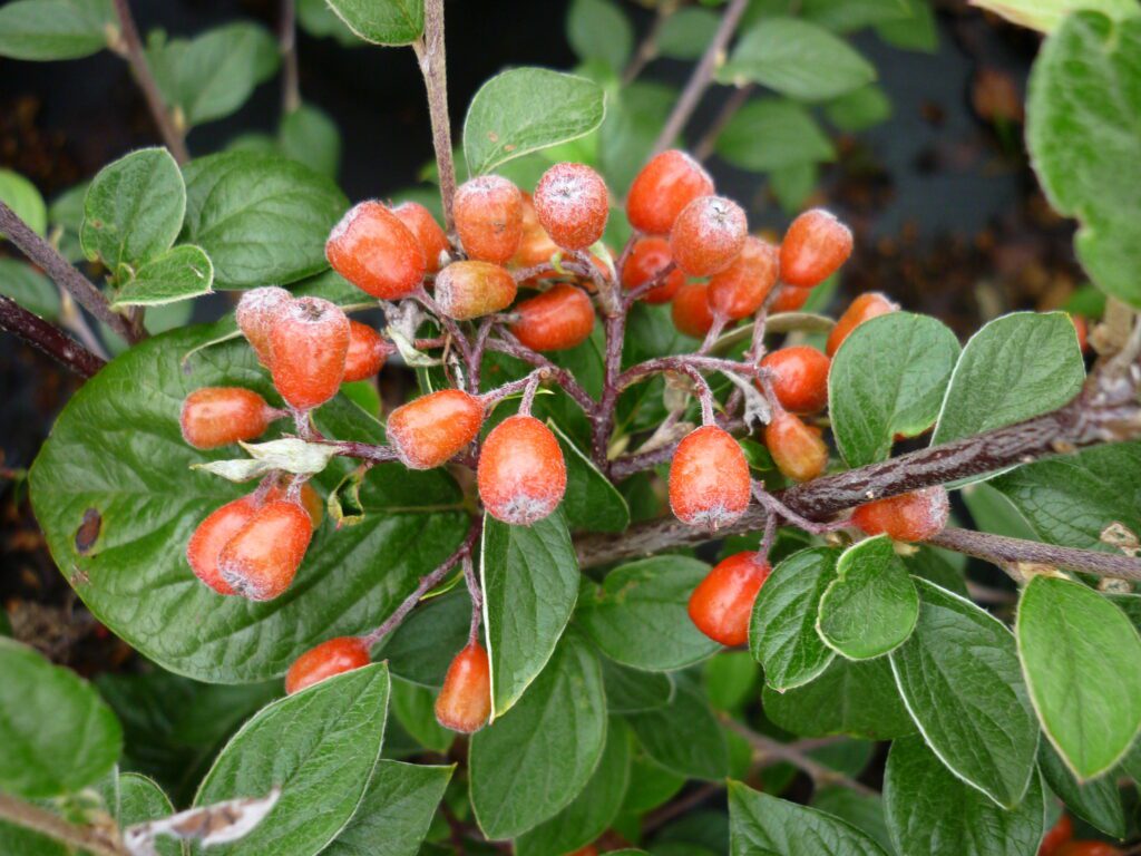 Cotoneaster ‘Berried Treasure’