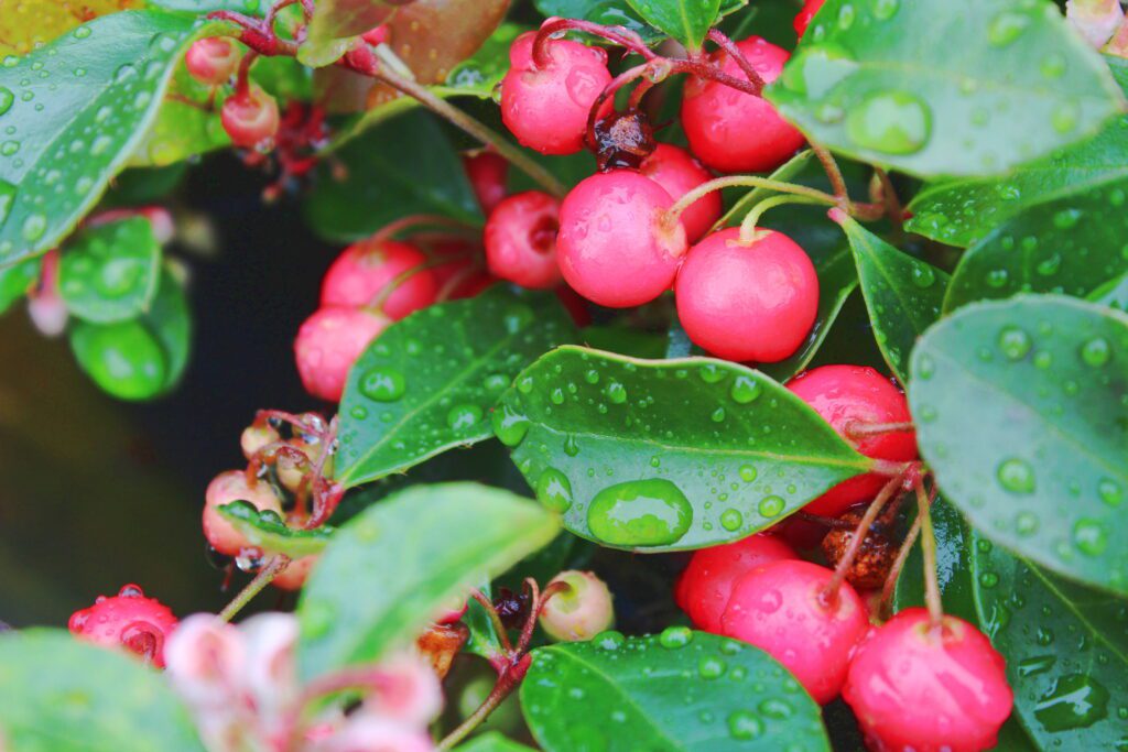 Gaultheria