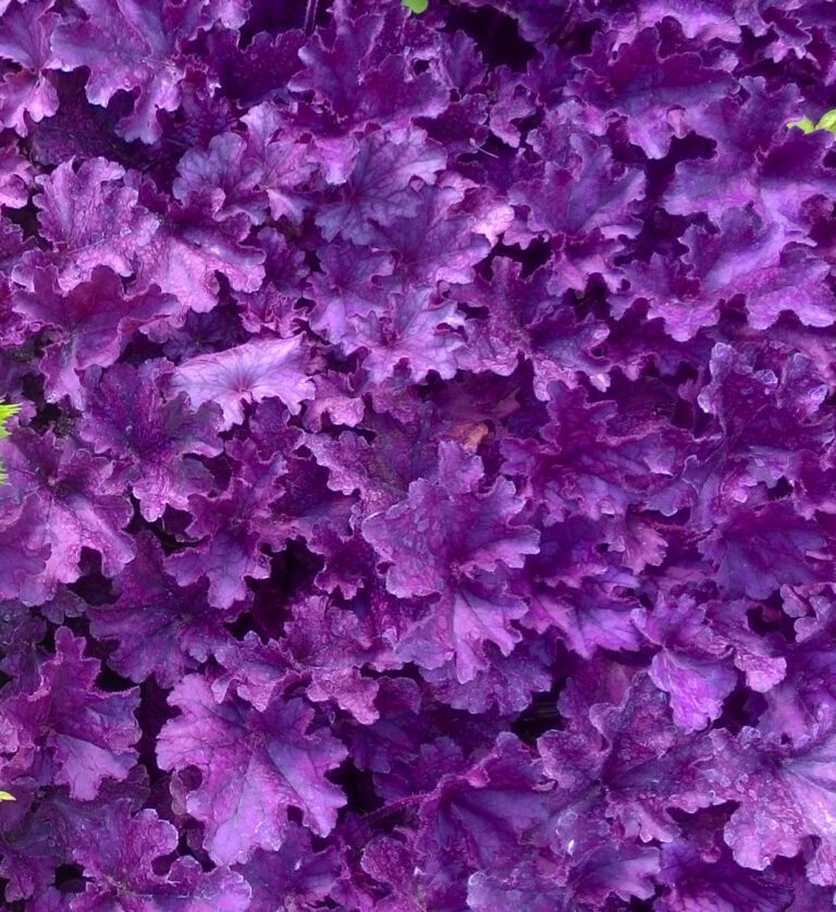 Heuchera 'Forever Purple' | Plant Profile