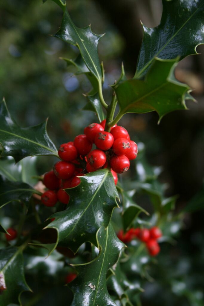 Ilex aquifolium (common holly)