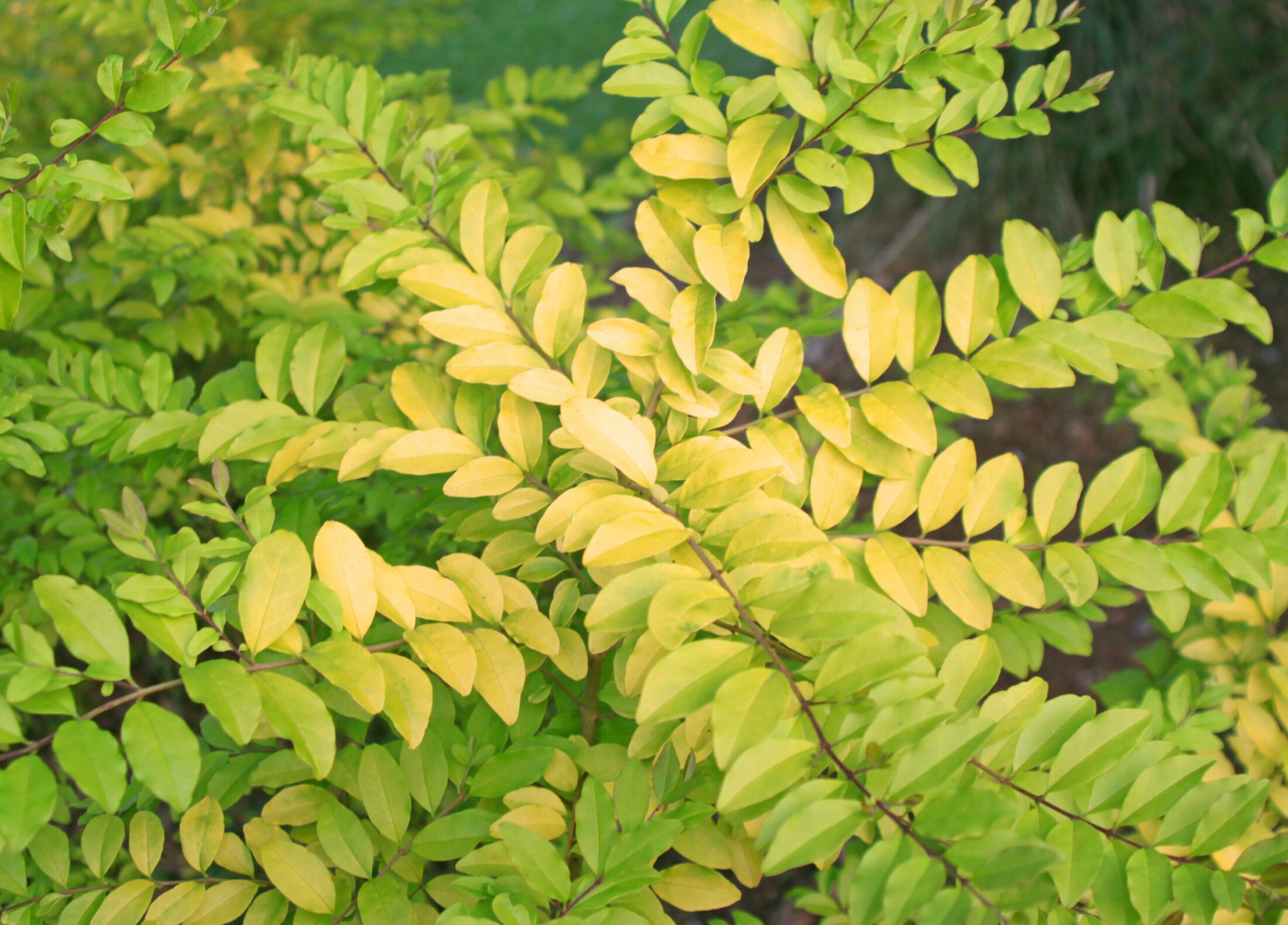 LigustrumLemonLime_Clippers3 Hillier