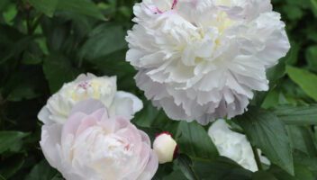 Leucanthemum AMAZING DAISIES® 'Marshmallow' - Garden Crossings