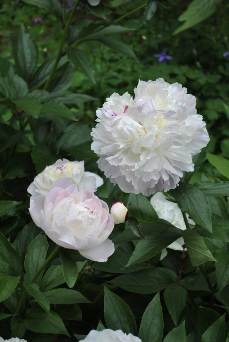 Peonies | Plant Profile