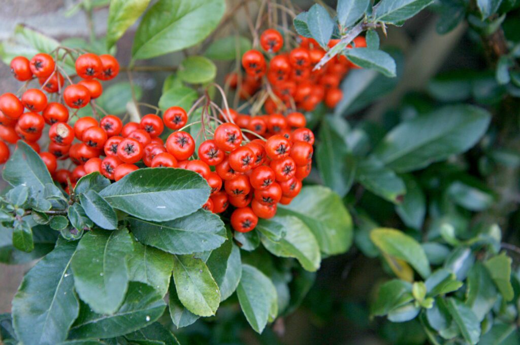 Pyracantha