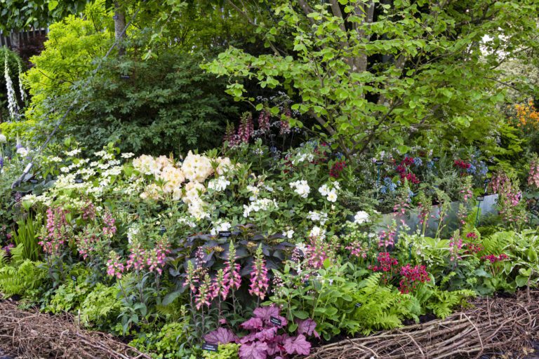 Ideas for Designing Vibrant Spring Plant Borders