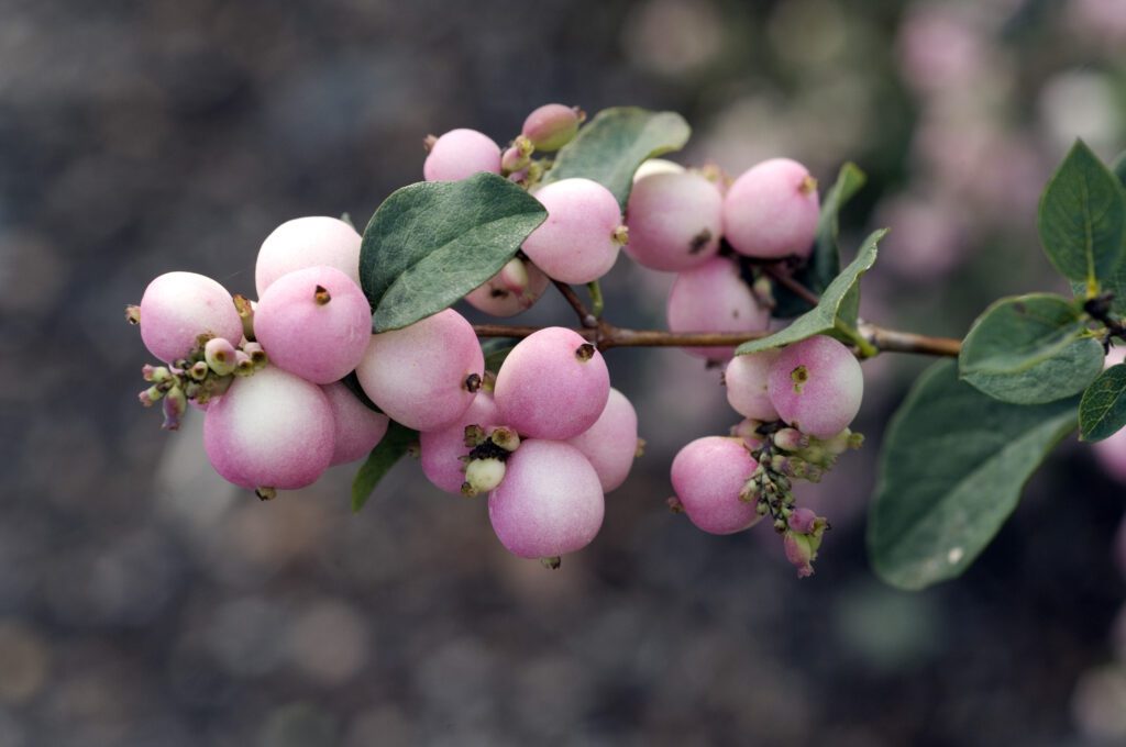 Symphoricarpos