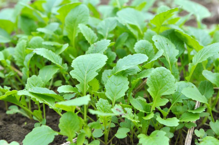 Discover: Green Manure