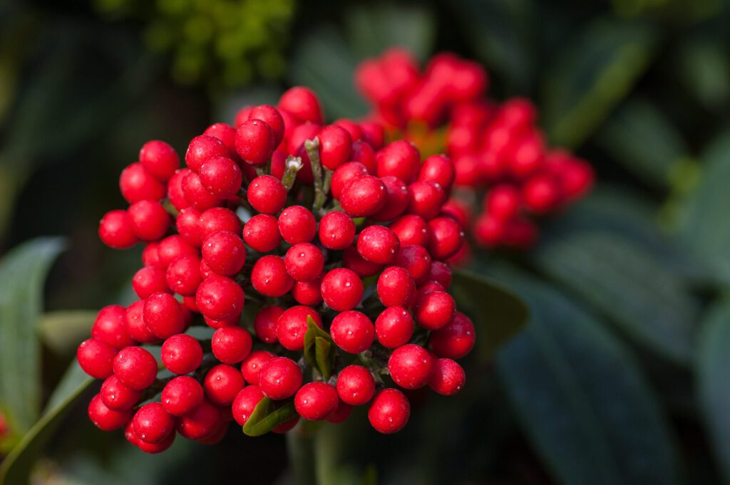 Skimmia reevesiana