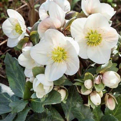 Helleborus ericsmithii HGC Frosty