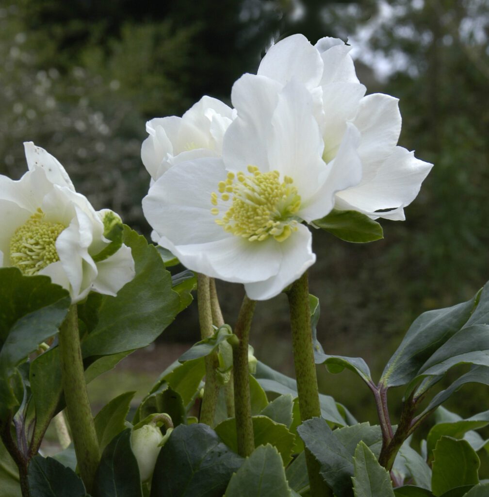 Hellebores 'Wintergold'