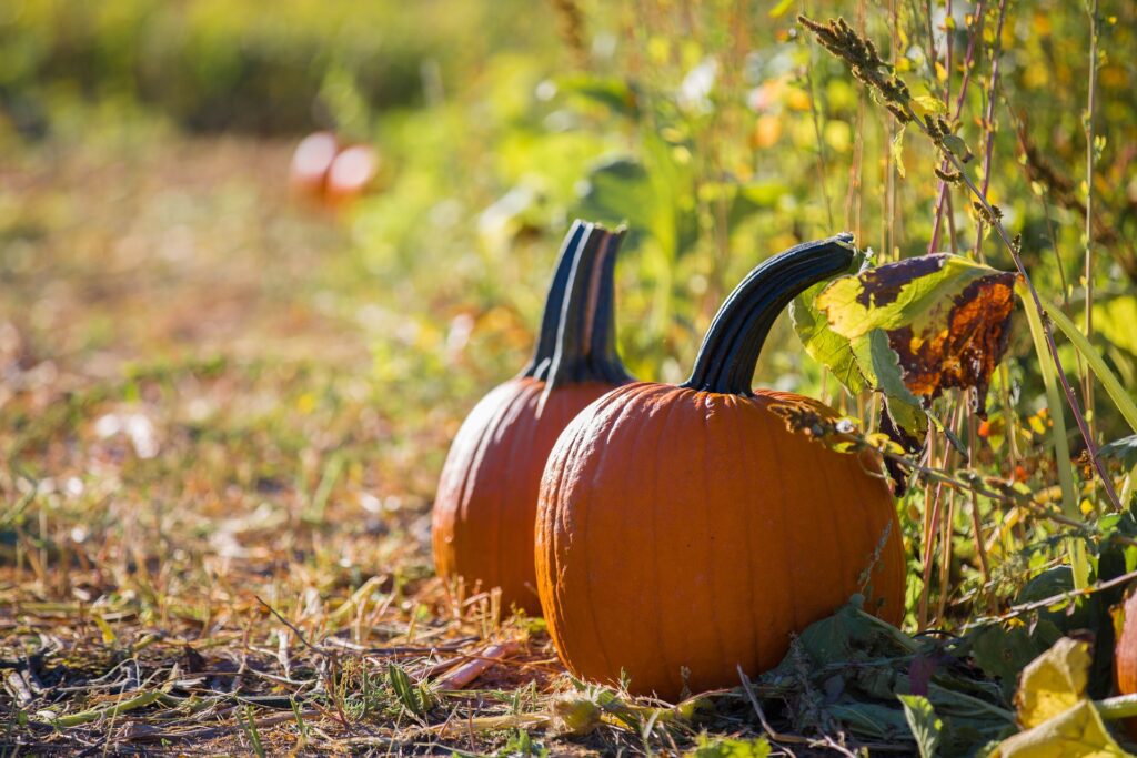 pumpkins