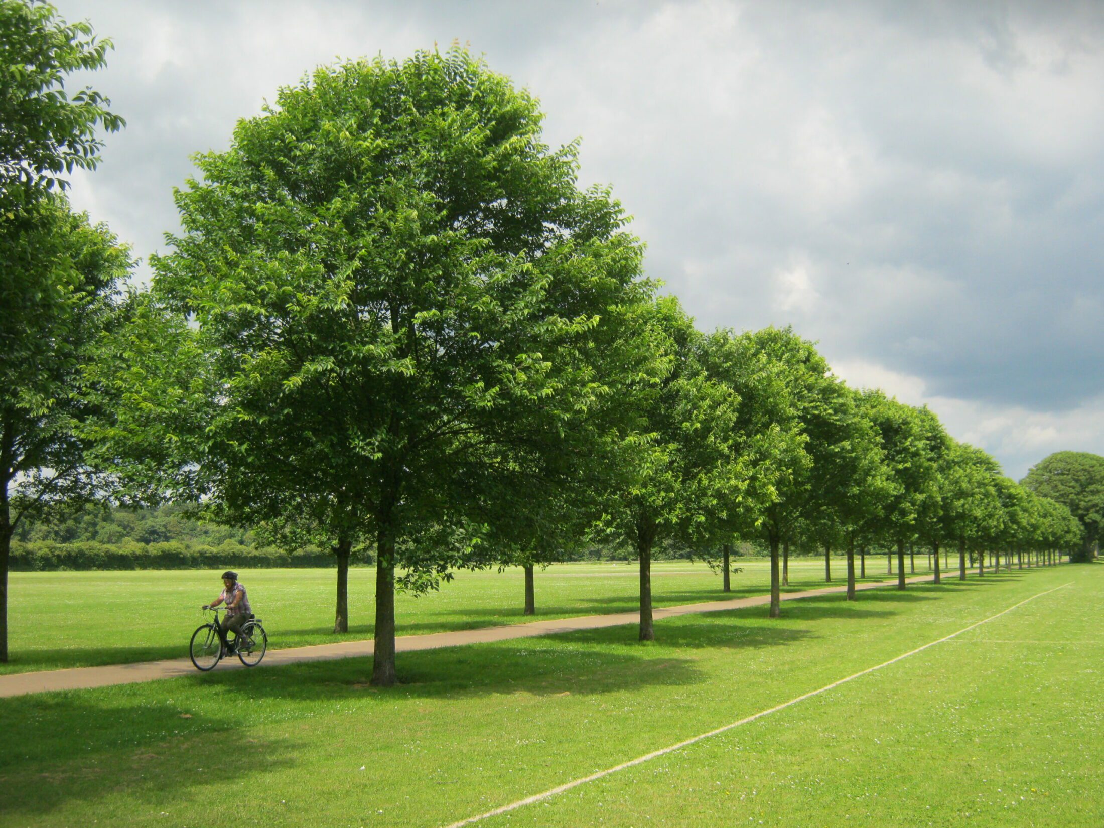 Ulmus 'New Horizon' Tree Profile Hillier Garden Centres