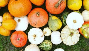 Garden & Home Ideas