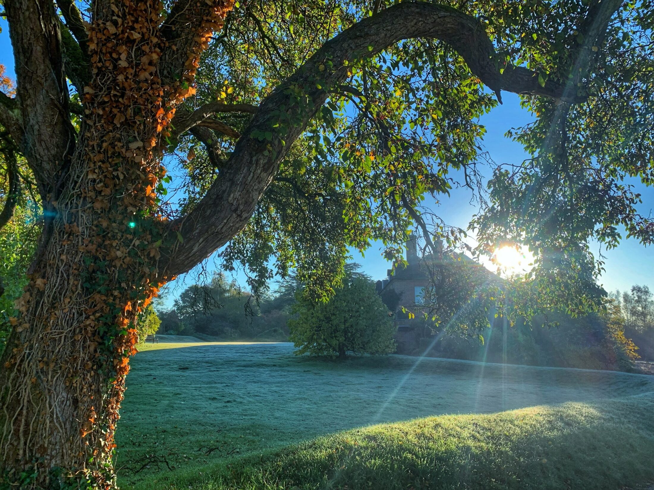 Can You Cut Grass Before Or After A Frost Hillier Garden Centres