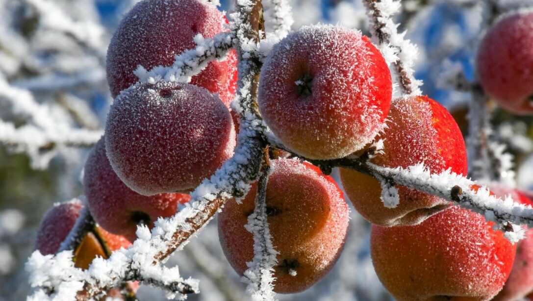 Protect Your Fruit Trees from Frost Damage |Hillier Garden Centres